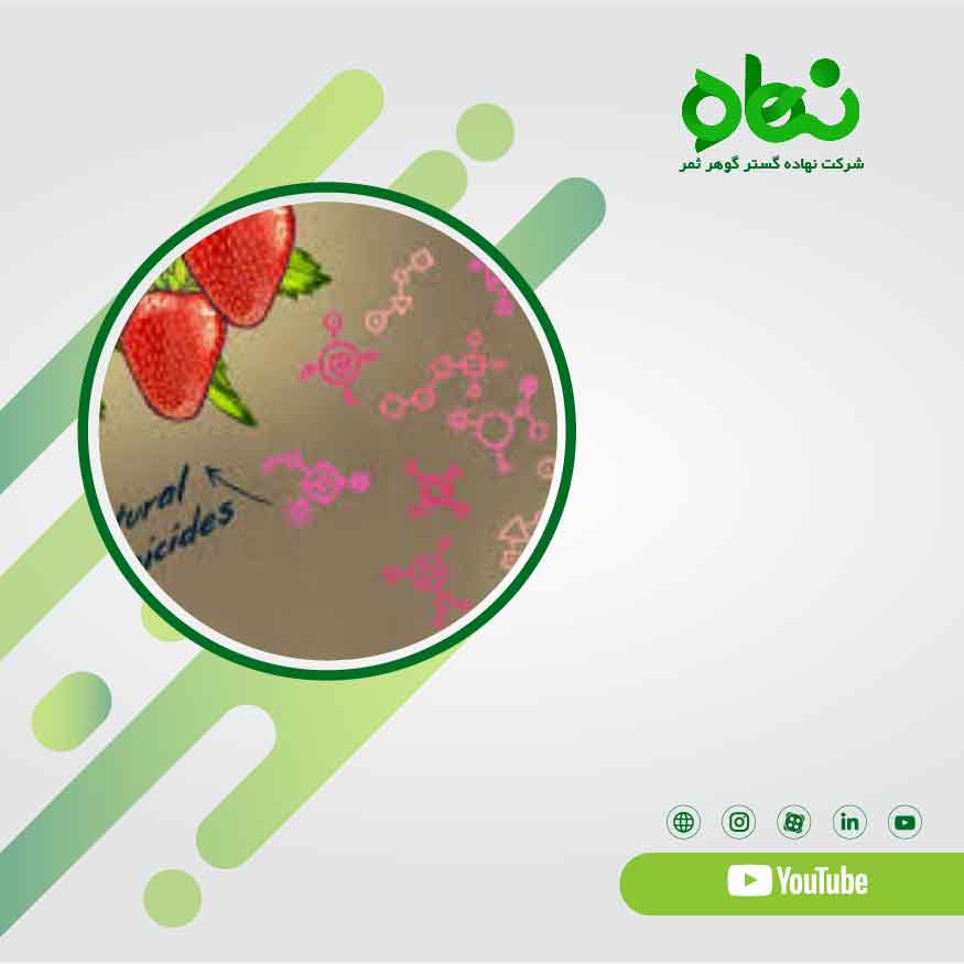 Nanomik Biotechnology for the protection of products from fungi